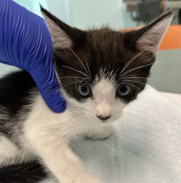A baby small-sized male Black & White / Tuxedo Domestic Short Hair cat named Bronco for adoption in Tavares, FL