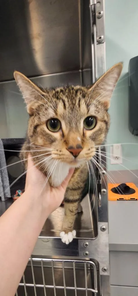 An adult medium-sized female Domestic Short Hair cat named Betty for adoption in Athens, TN