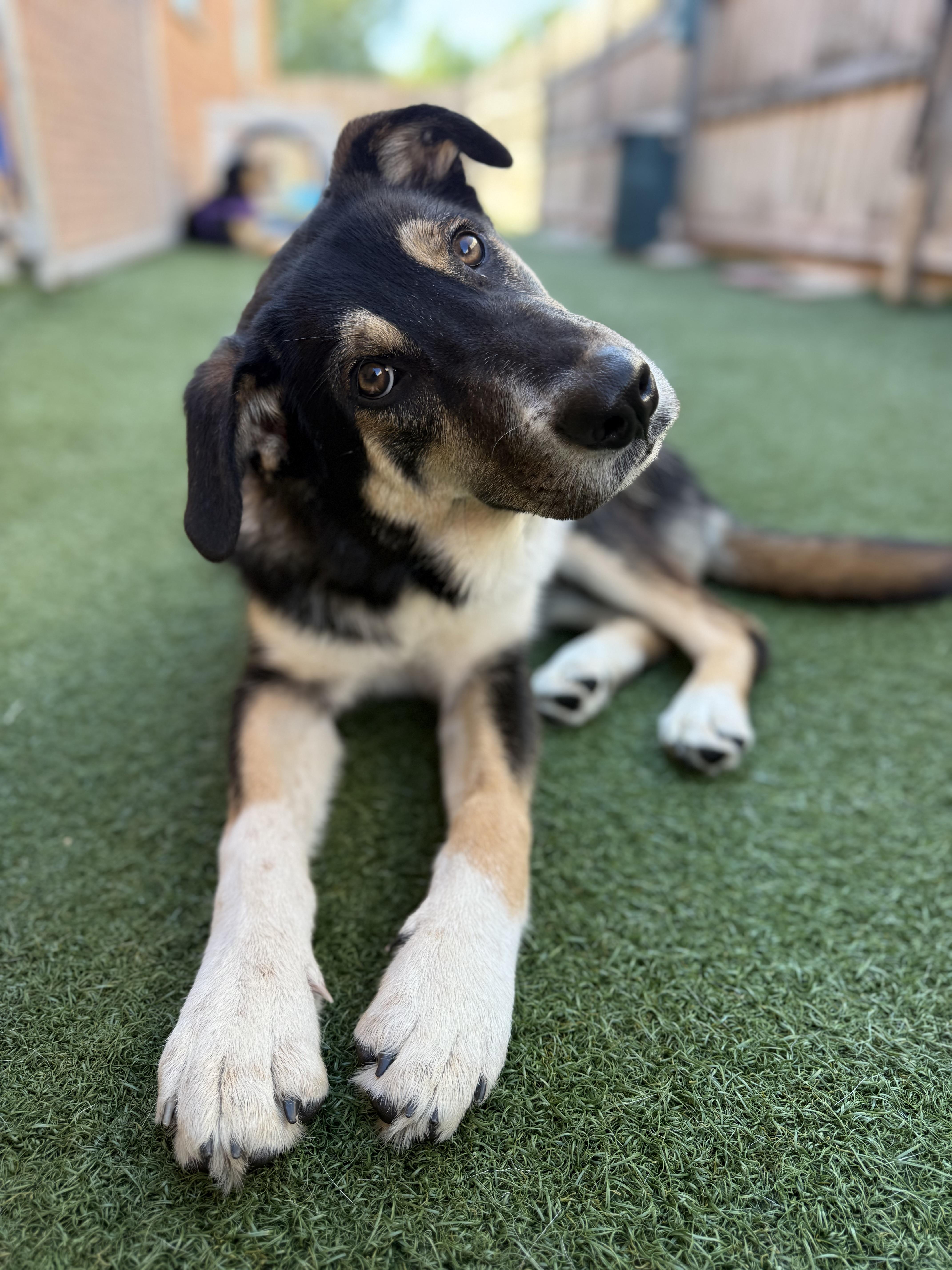 A young large-sized male Husky dog named Cheddar for adoption in Schaumburg, IL