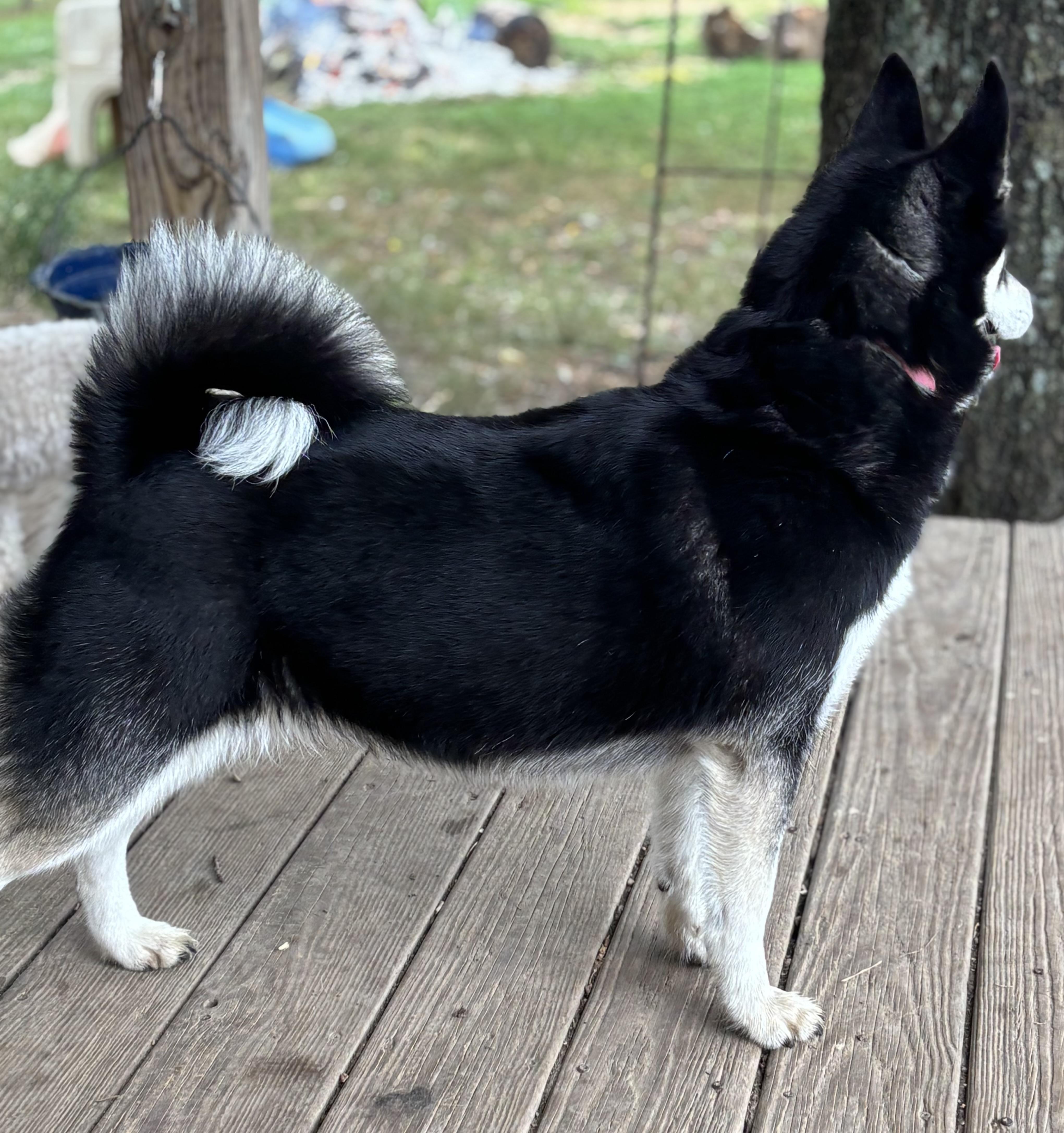 Bailey thumbnail 2