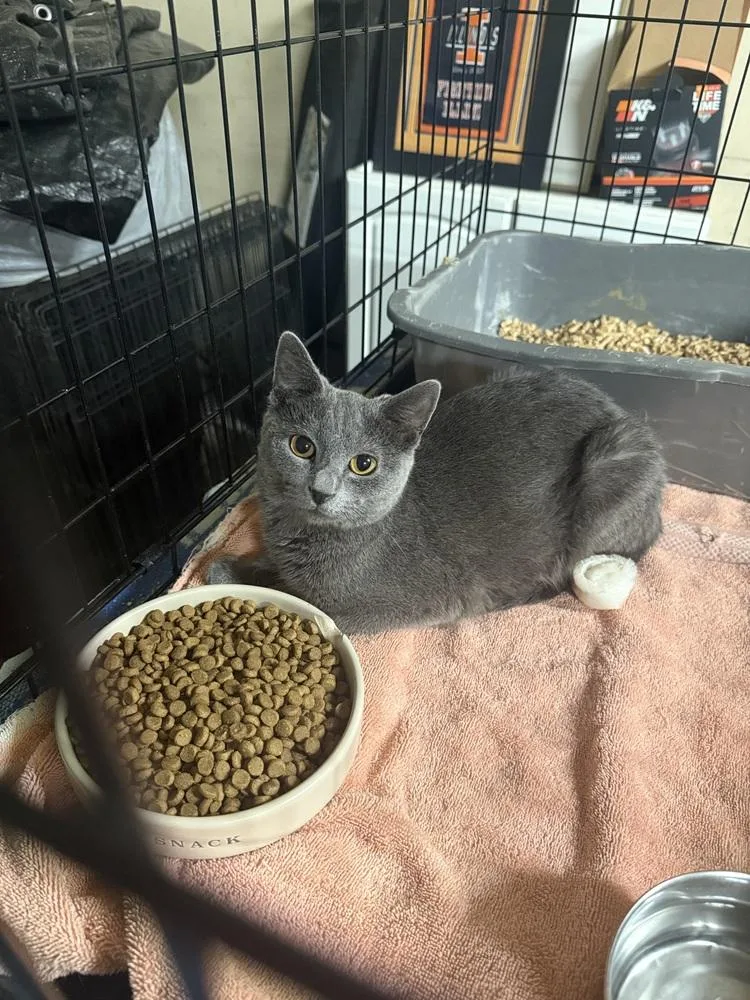 An adult small-sized female Gray / Blue / Silver Domestic Short Hair cat named Lolly for adoption in Fort collins, CO
