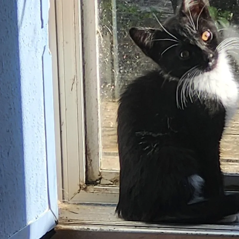 A young medium-sized male Black & White / Tuxedo Tuxedo cat named Dex for adoption in North Myrtle Beach, SC