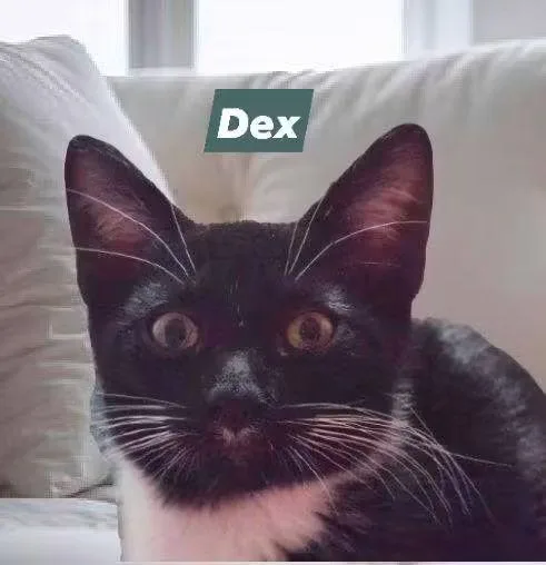 Dex thumbnail 4