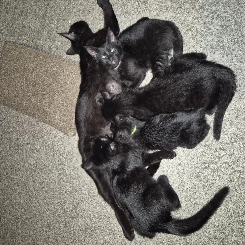An adult medium-sized female Black Domestic Short Hair cat named Scotland for adoption in Buffalo, MN
