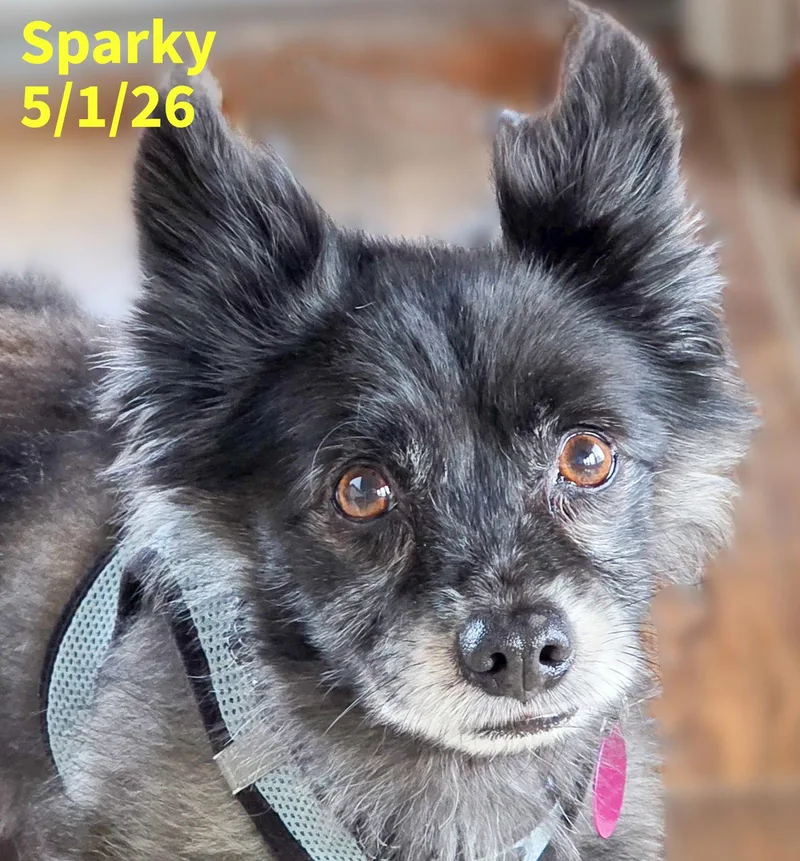 A young small-sized male Pomeranian dog named Sparky for adoption in Berlin, MD