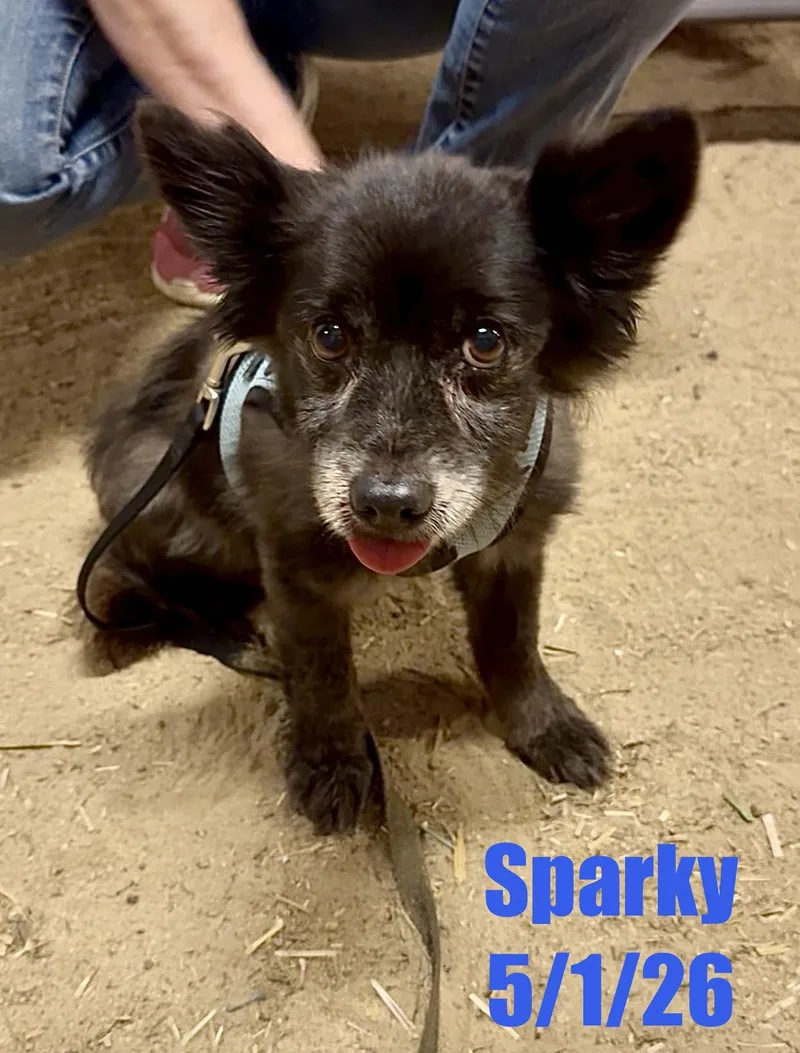 Sparky thumbnail 2