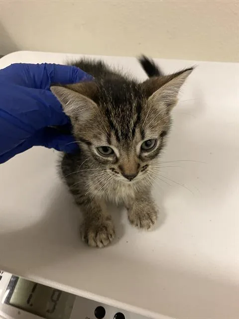 A baby small-sized male Domestic Short Hair cat named Edd for adoption in Long Beach, CA