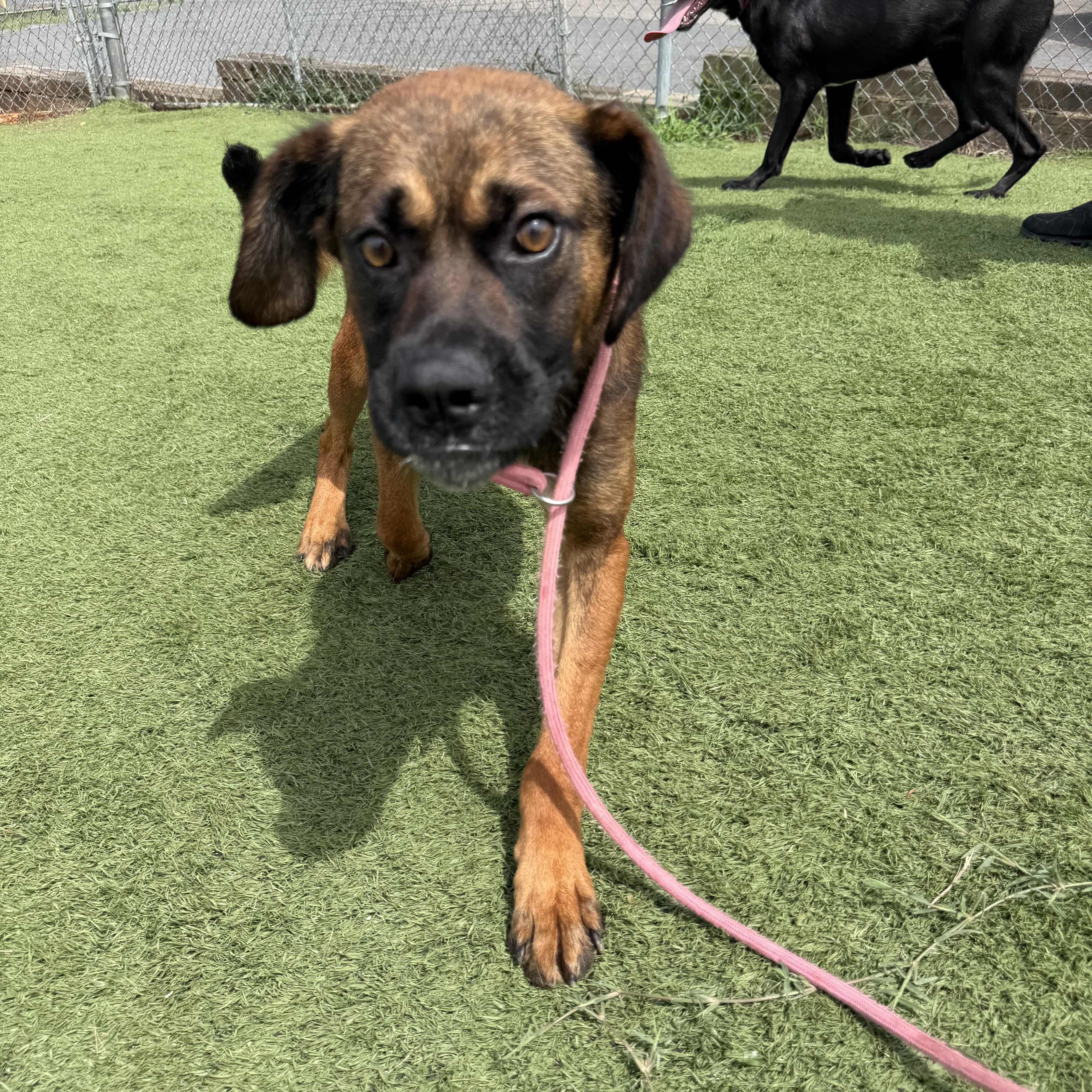 An adult medium-sized male Boxer dog named Ben for adoption in Albemarle, NC