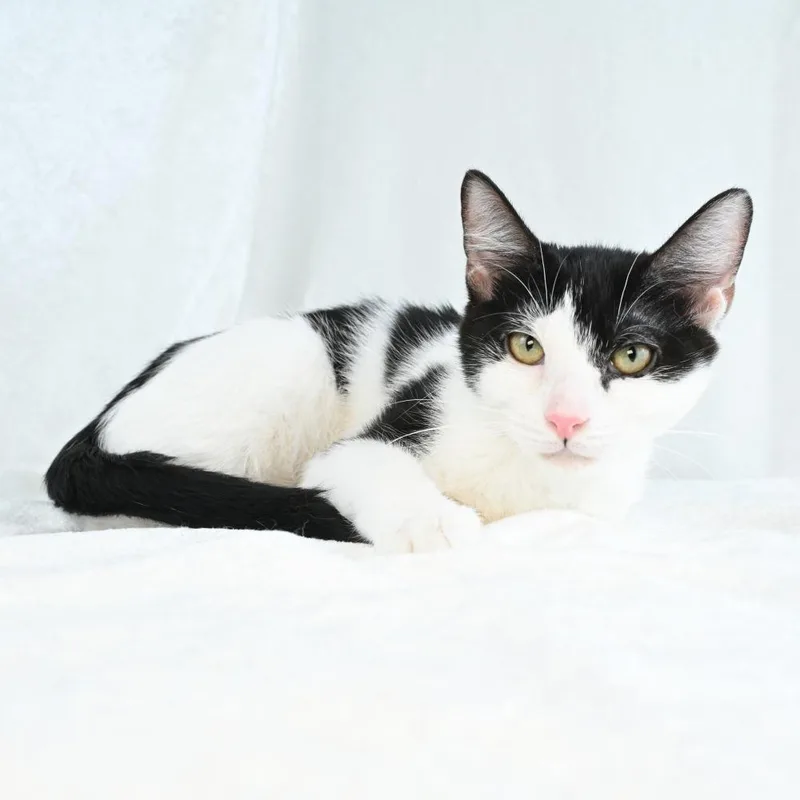A young small-sized female White Domestic Short Hair cat named Katiya for adoption in Mobile, AL
