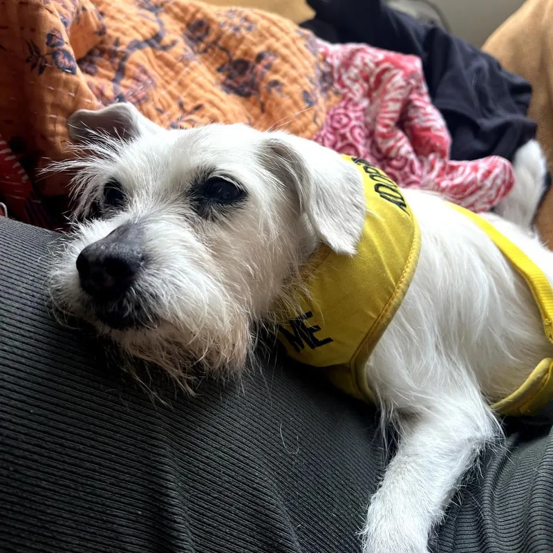 A senior small-sized female White / Cream Mixed Breed dog named Angel for adoption in San Francisco, CA