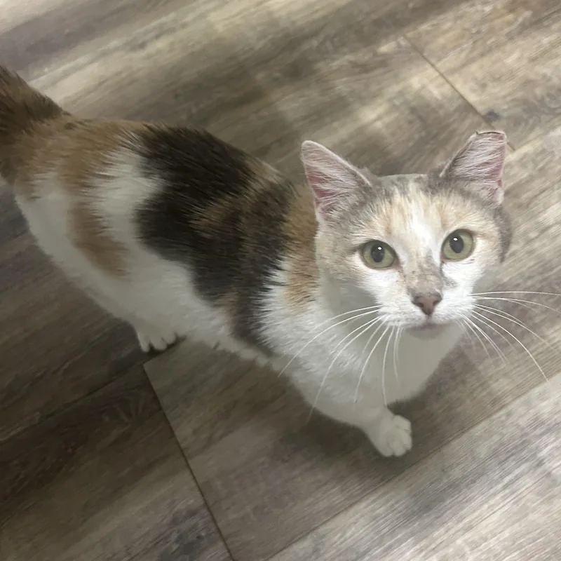 An adult medium-sized female Dilute Calico Domestic Short Hair cat named Venus for adoption in Fort Oglethorpe, GA