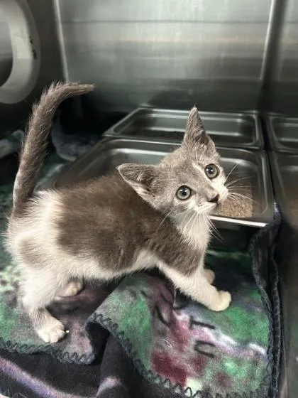 An adult small-sized female Domestic Short Hair cat named Sprinkles for adoption in Spruce Pine, NC