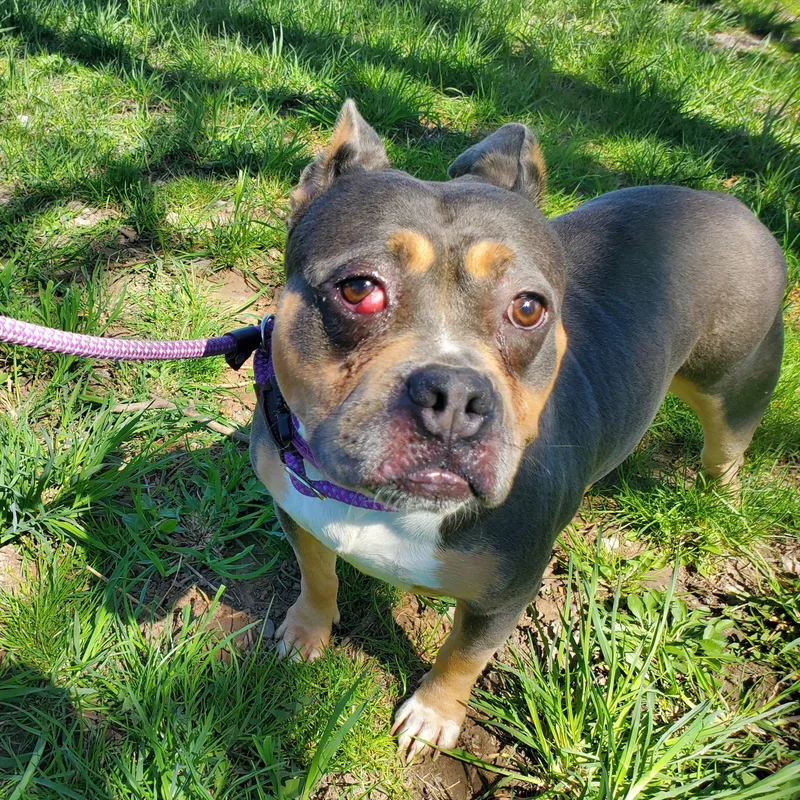 An adult medium-sized female Tricolor (Brown, Black, & White) Staffordshire Bull Terrier dog named Lulu for adoption in Jersey city, NJ
