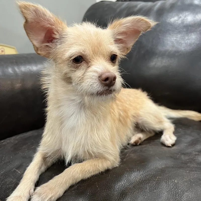A young small-sized male Terrier dog named Gus for adoption in Phoenix, AZ