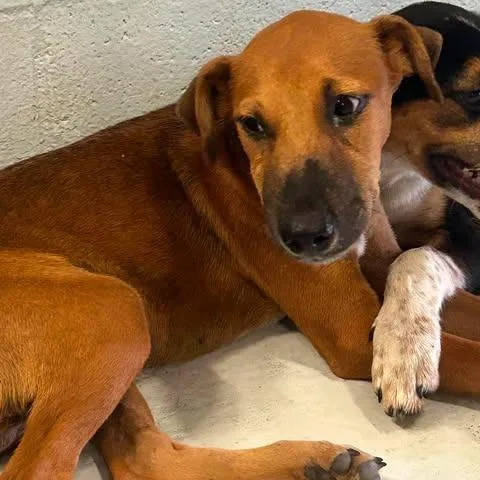 A baby small-sized male Brown / Chocolate Hound dog named Conan for adoption in Bastrop, TX