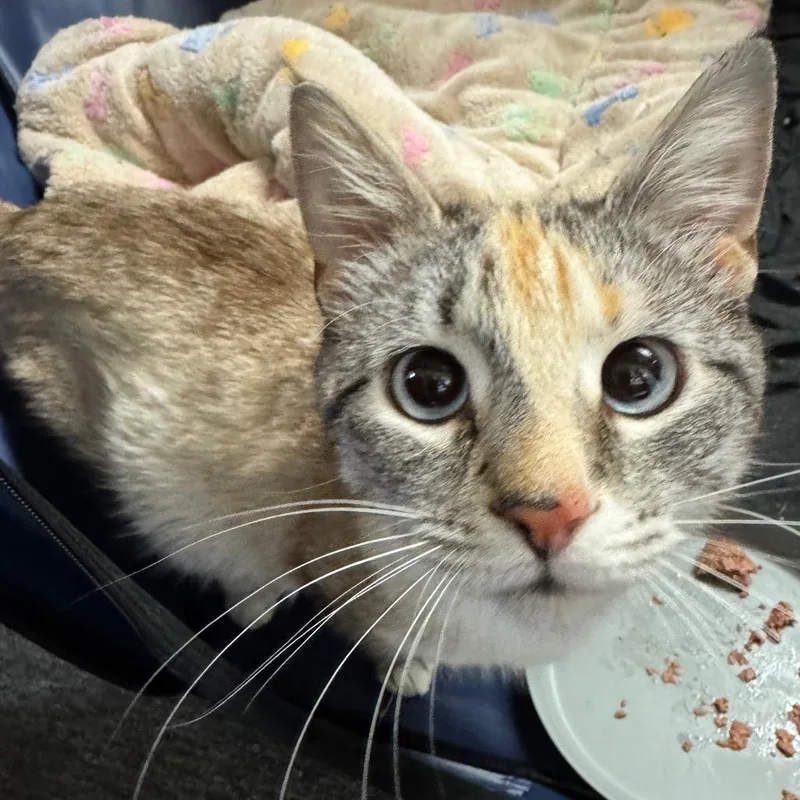 A young medium-sized female Dilute Tortoiseshell Siamese cat named May May for adoption in Monroe, NC