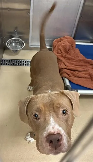 An adult large-sized male Terrier dog named Big Boy for adoption in Olivette, MO
