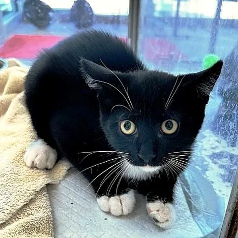 A baby medium-sized male Black & White / Tuxedo Domestic Short Hair cat named Zeo for adoption in Salt Lake City, UT