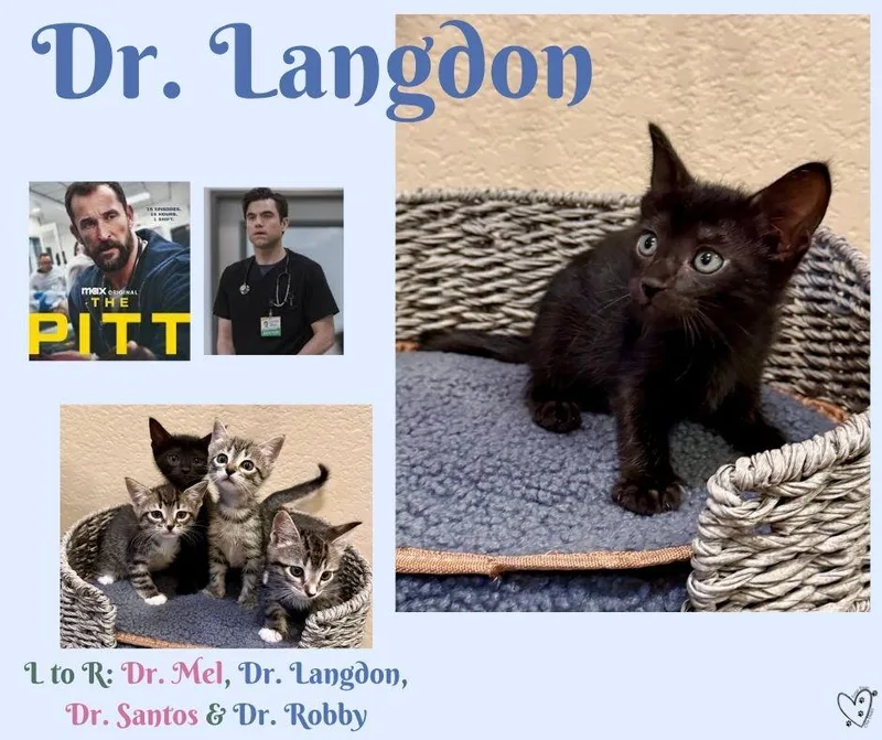 A baby medium-sized male Black Domestic Short Hair cat named Dr. Langdon for adoption in Trophy Club, TX