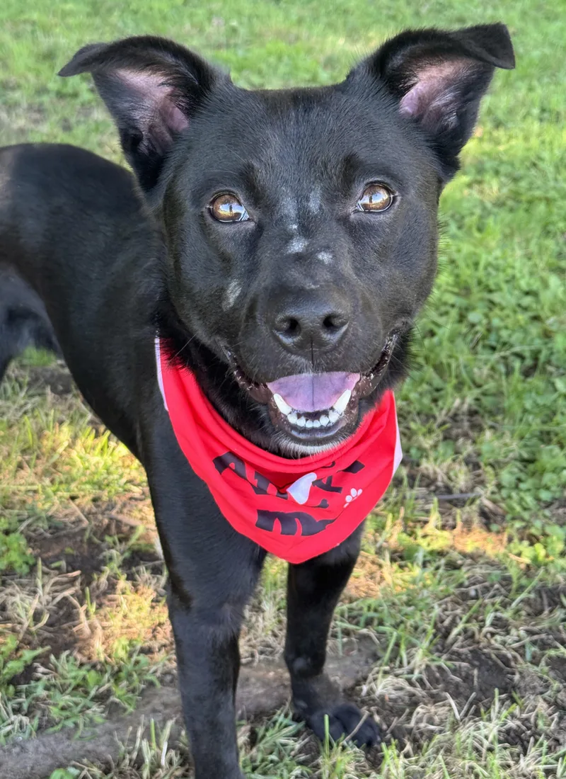 A young medium-sized male Border Collie dog named Ozzie Clark for adoption in Anderson, IN