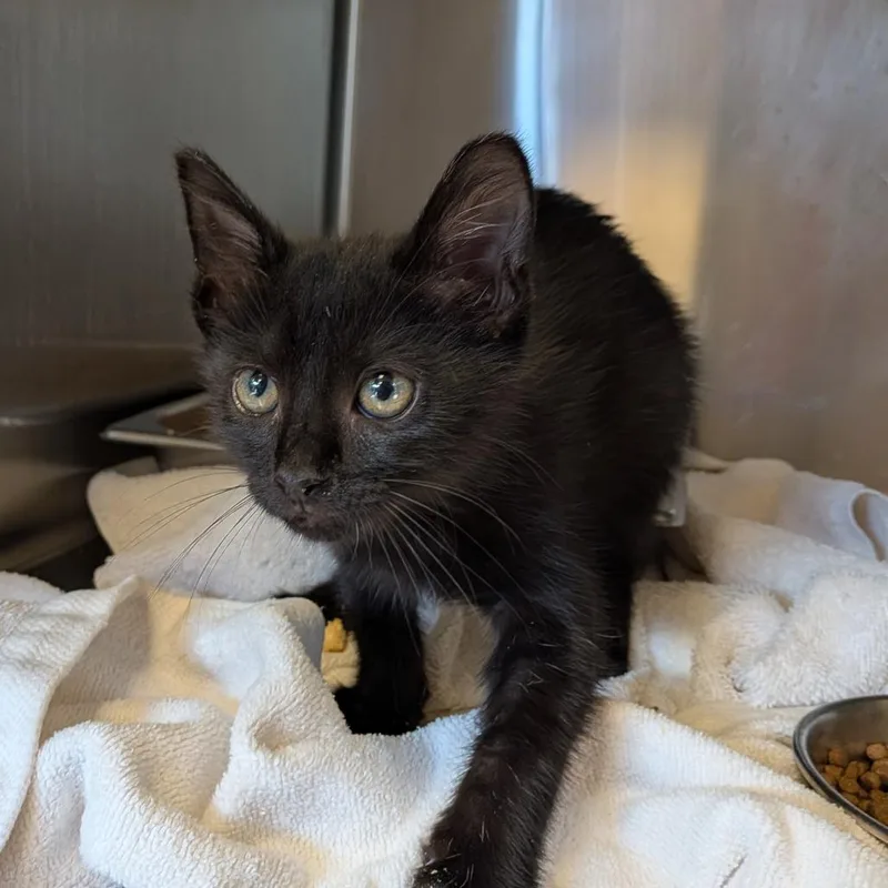 A baby small-sized male Black Domestic Short Hair cat named Sherlock for adoption in Birmingham, AL