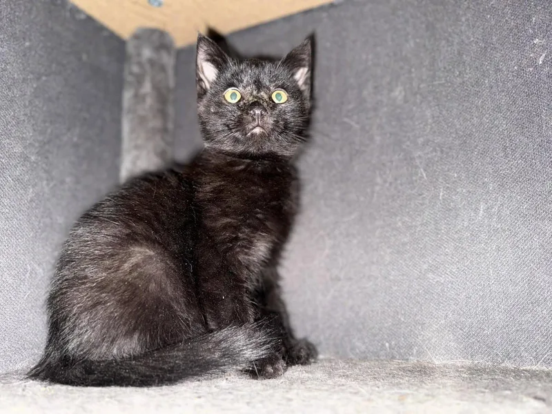 A baby medium-sized male Domestic Short Hair cat named Soy Sauce for adoption in Forest, VA