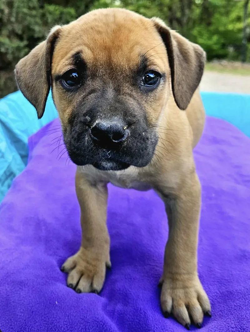 Strawberry thumbnail 2