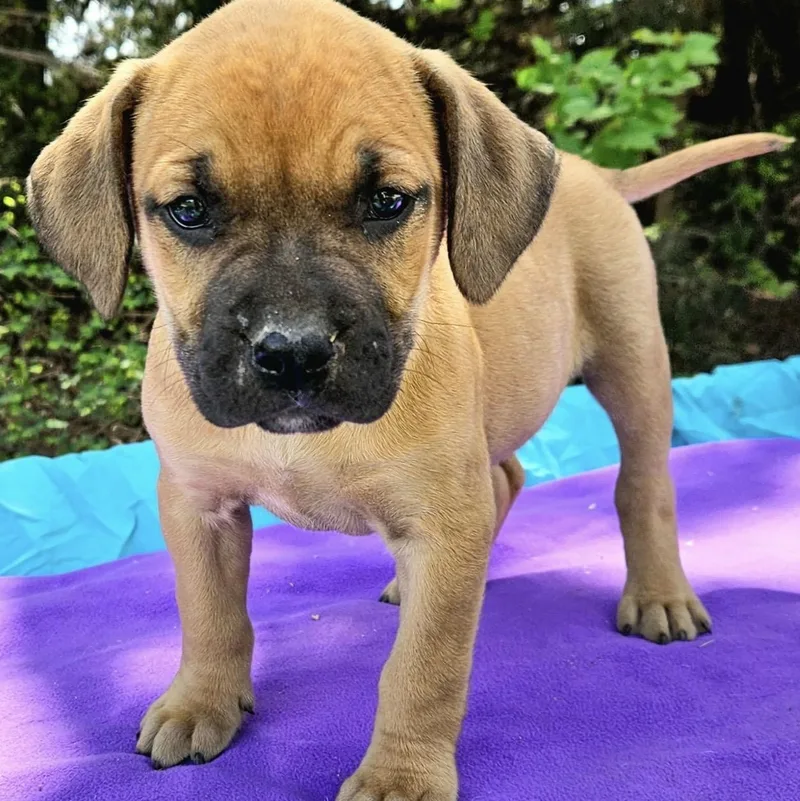 Strawberry thumbnail 3