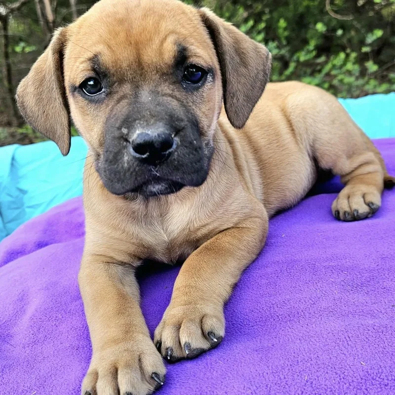 Strawberry thumbnail 4