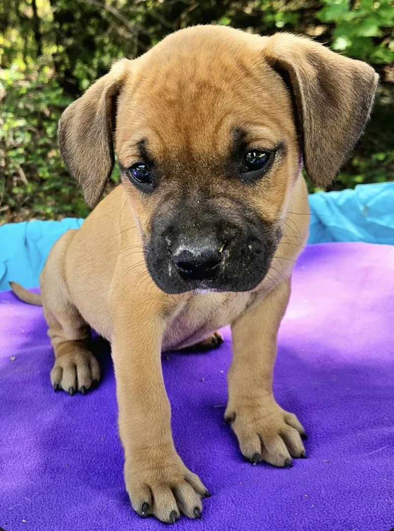 Strawberry thumbnail 5