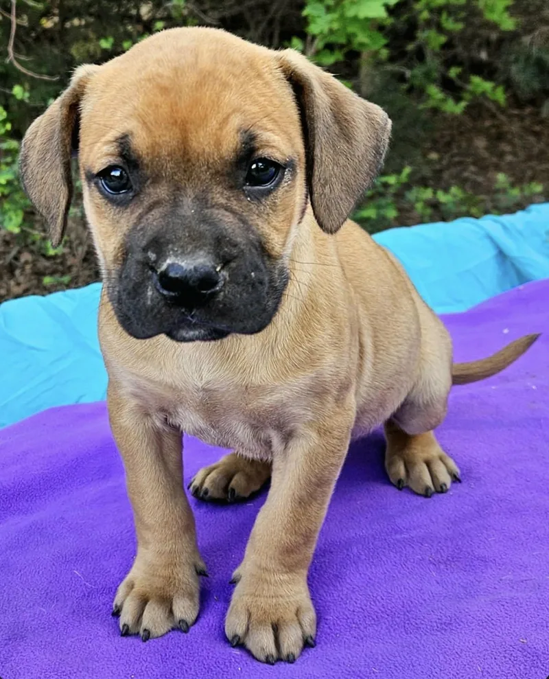 Strawberry thumbnail 6