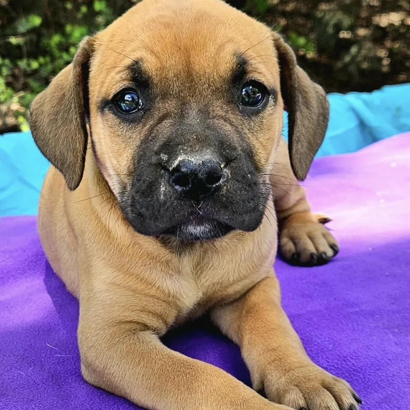 A baby medium-sized female Yellow / Tan / Blond / Fawn Mixed Breed dog named Strawberry for adoption in Pelham, NH