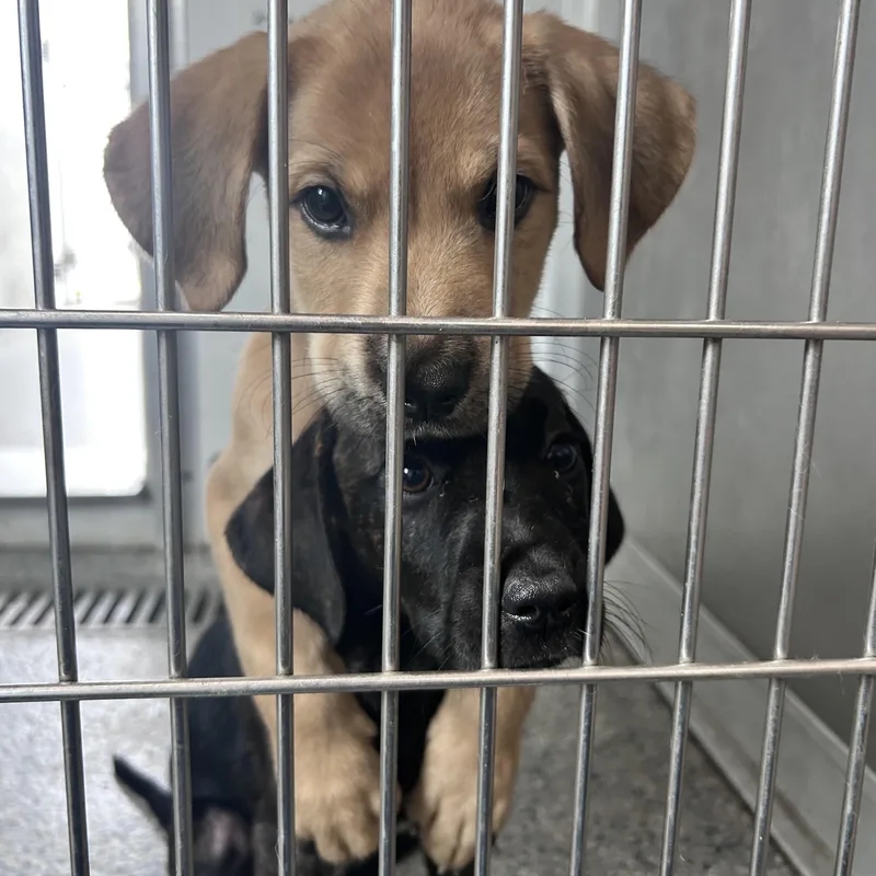 A baby medium-sized male Labrador Retriever dog named Bruno for adoption in Danbury, CT