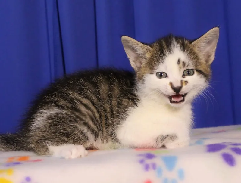 A baby medium-sized male Domestic Short Hair cat named Chip for adoption in Reynoldsburg, OH