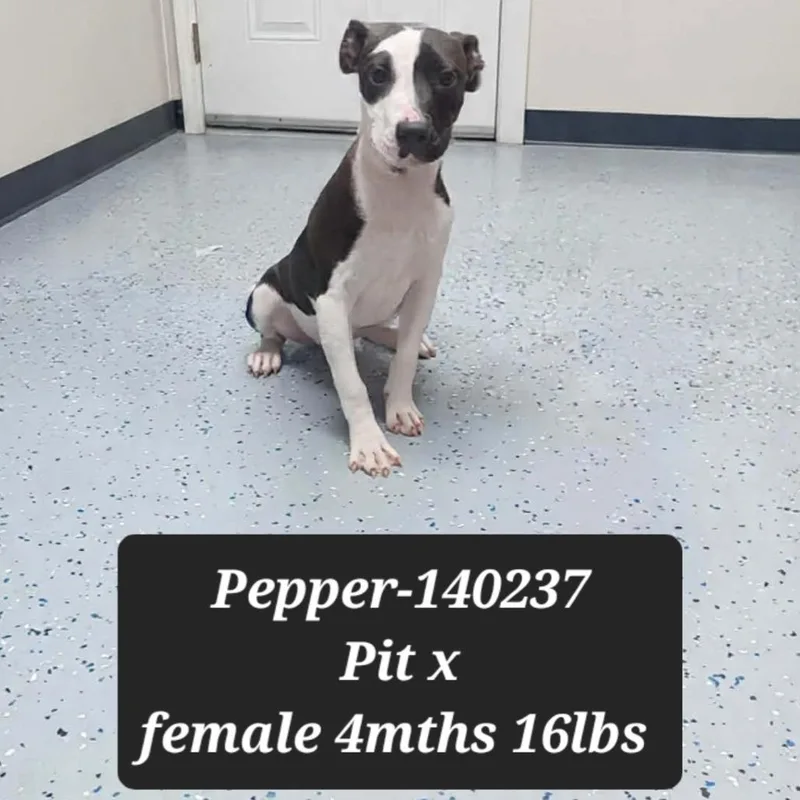 Pepper