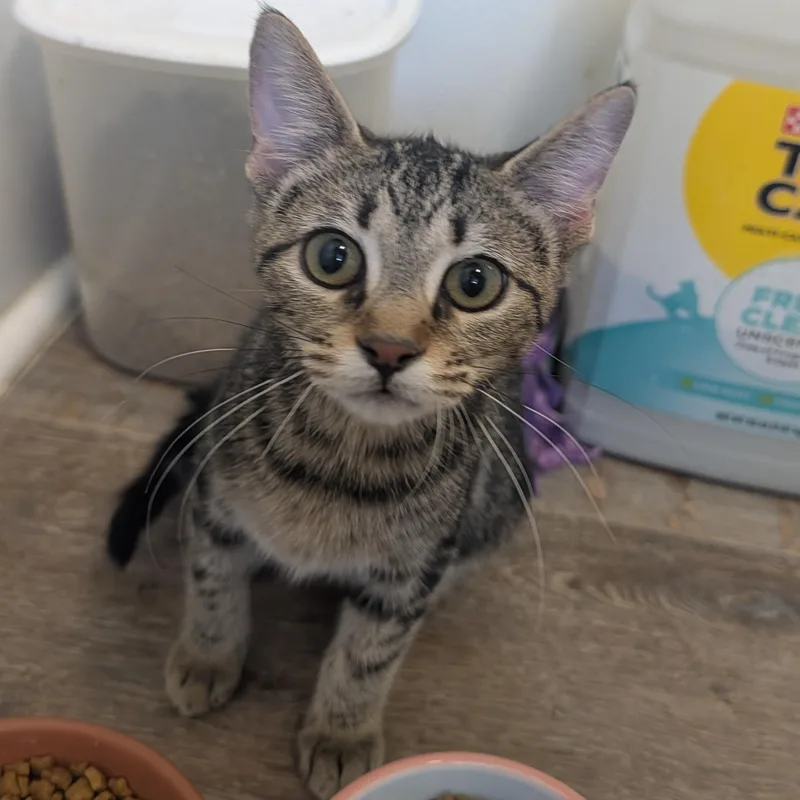 A baby medium-sized female Tabby (Brown / Chocolate) Domestic Short Hair cat named Stardust for adoption in Waynesville, NC