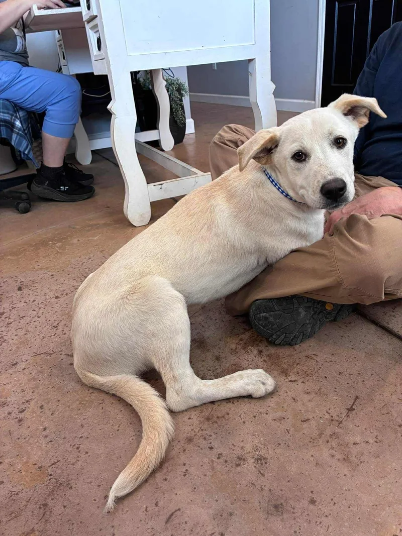 A baby medium-sized female Yellow Labrador Retriever dog named Jill for adoption in Berwick, ME