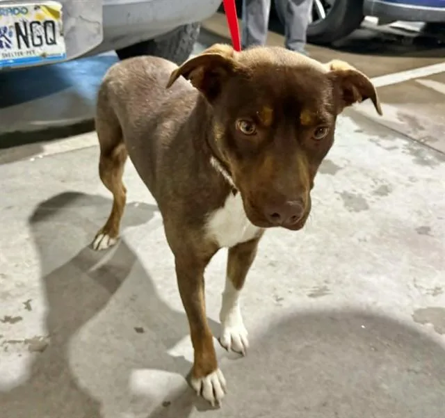 A young medium-sized female Australian Cattle Dog / Blue Heeler dog named Fork for adoption in Colorado Springs, CO