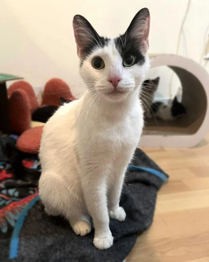 A young medium-sized female Domestic Short Hair cat named Valentine for adoption in Philadelphia, PA