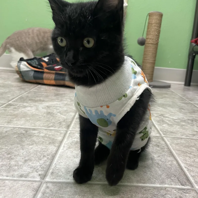 A baby small-sized female Domestic Short Hair cat named Mavis for adoption in Greenbelt, MD