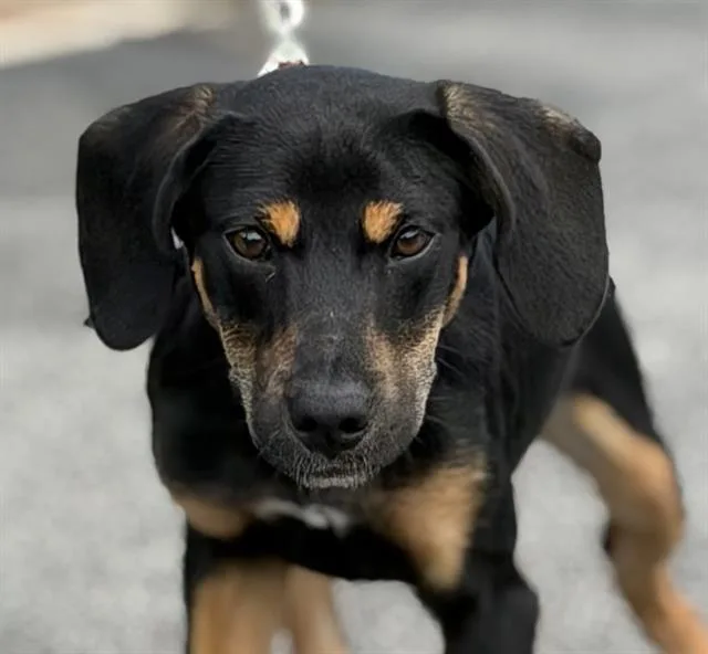 A young small-sized female German Shepherd Dog dog named Harlow for adoption in Canfield, OH