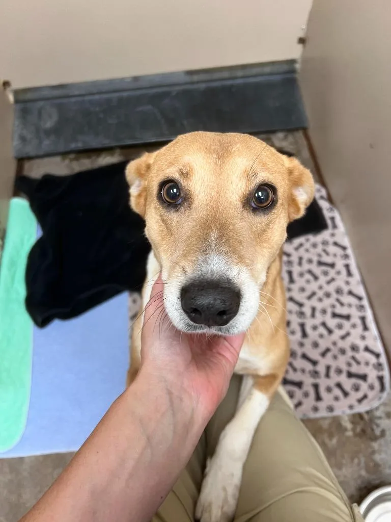 A young medium-sized female Australian Cattle Dog / Blue Heeler dog named Oakley for adoption in Richland Hills, TX