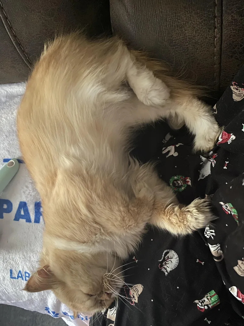 Murphy. thumbnail 3