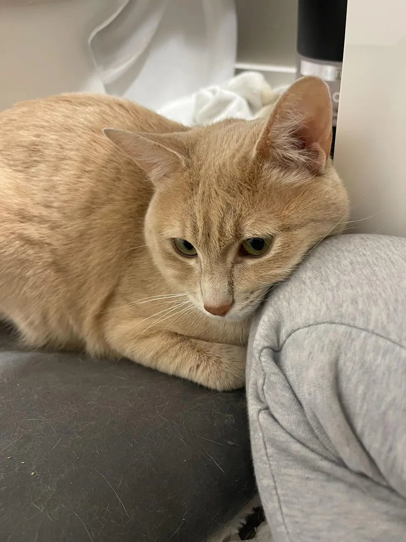 A young large-sized male Tabby (Orange / Red) Domestic Short Hair cat named Couscous for adoption in Seattle, WA