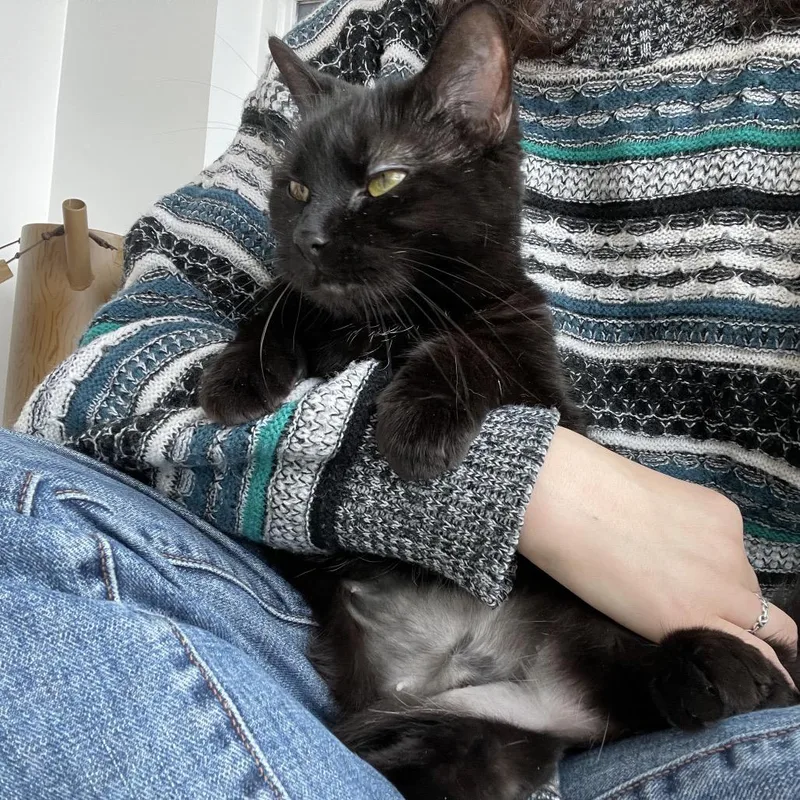 A young medium-sized female Black Domestic Short Hair cat named Egret for adoption in Warwick, RI