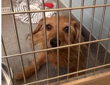 An adult medium-sized male Yorkshire Terrier dog named Jax for adoption in Toledo, OH