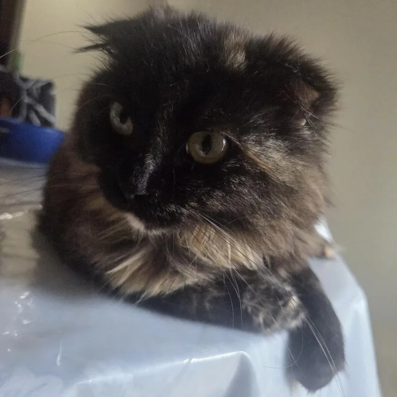 A young small-sized female Brown / Chocolate Scottish Fold cat named Sova Home To for adoption in South Elgin, IL