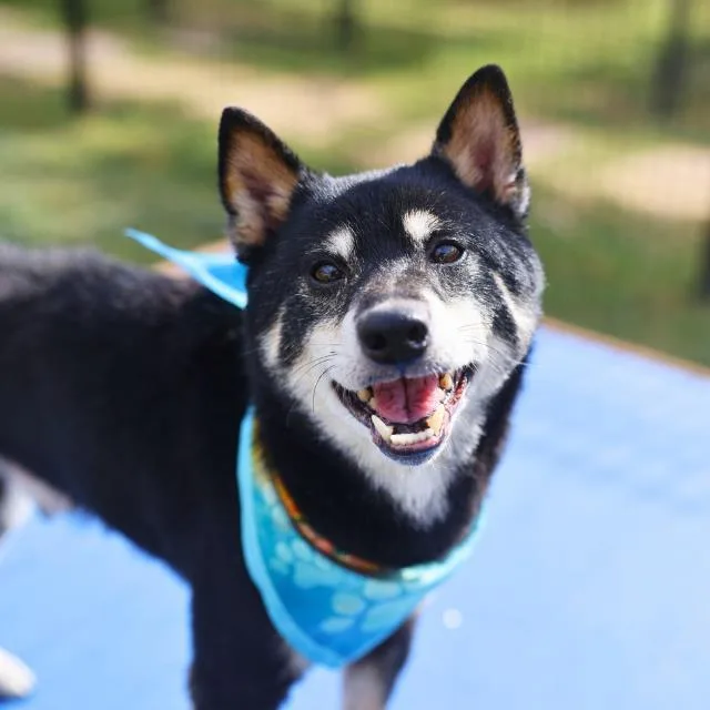 A senior medium-sized male Shiba Inu dog named Chief for adoption in San Antonio, TX
