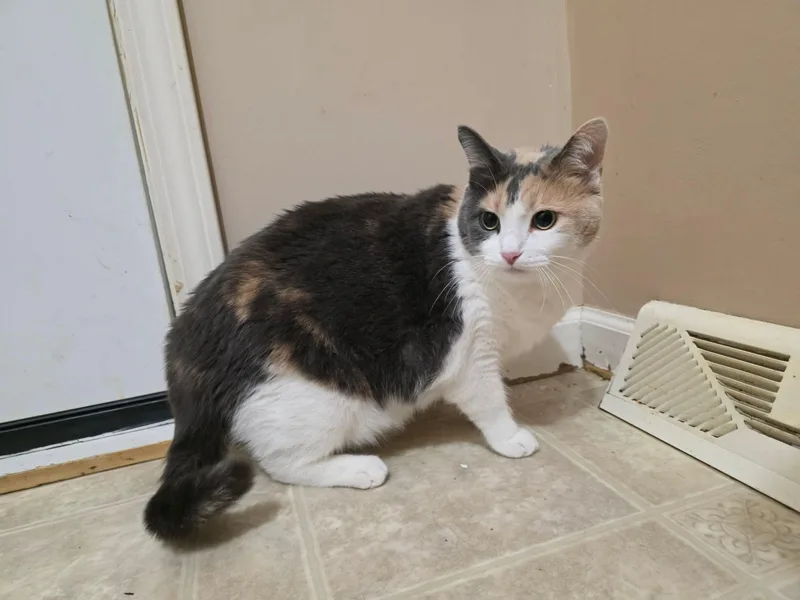 An adult large-sized female Dilute Calico cat named Chanel for adoption in Greensburg, PA