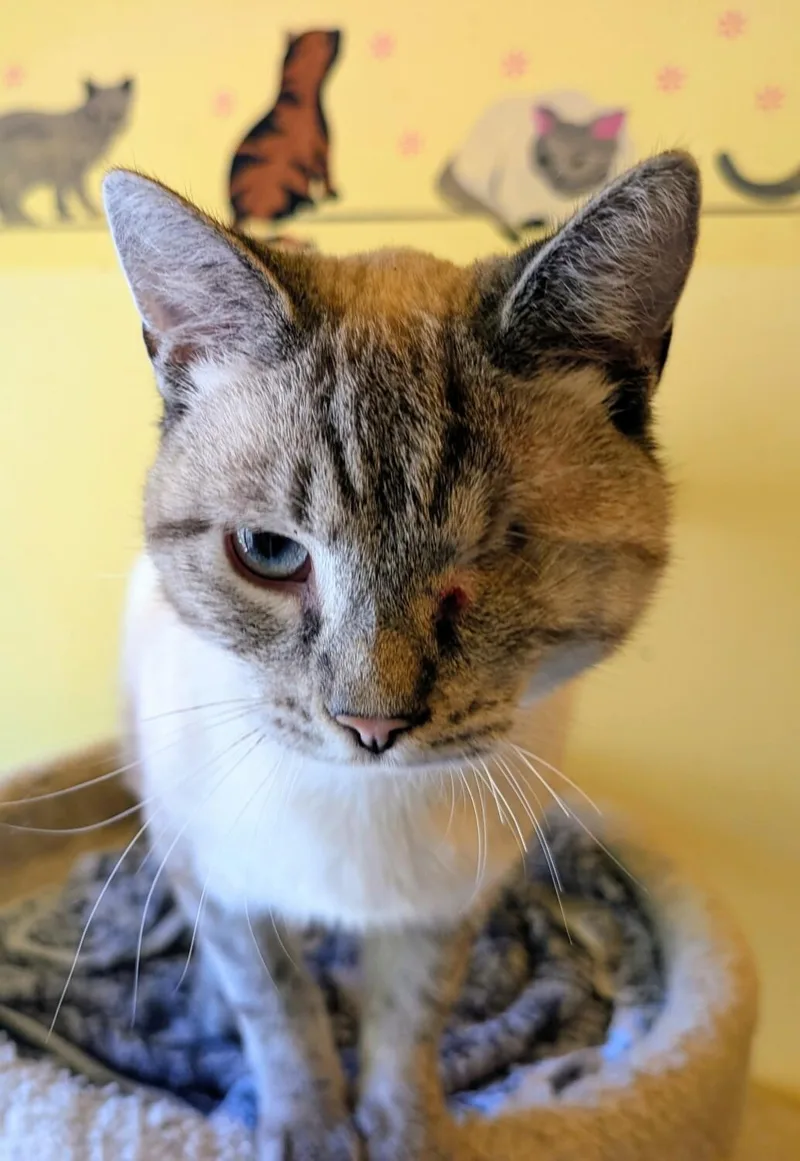 A young medium-sized male Gray / Blue / Silver Siamese cat named Dylan for adoption in Kenosha, WI